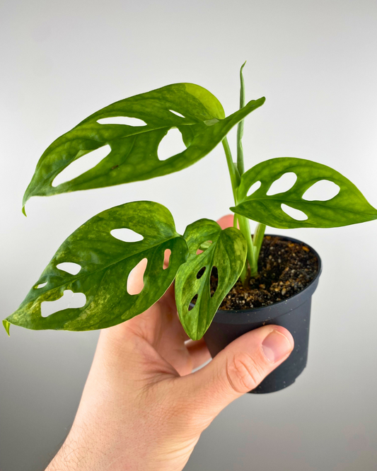 Spider-Man (Symbiote Suit)